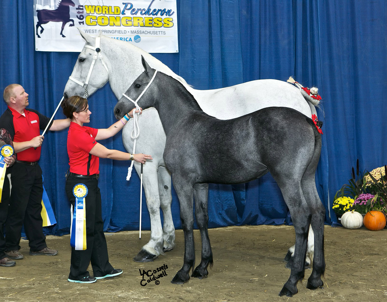 Clarity pictured with her dam, Sapphire, at the World Percheron Congress - this pair received 1st place in the Mare and Foal class @Anderson Farms
